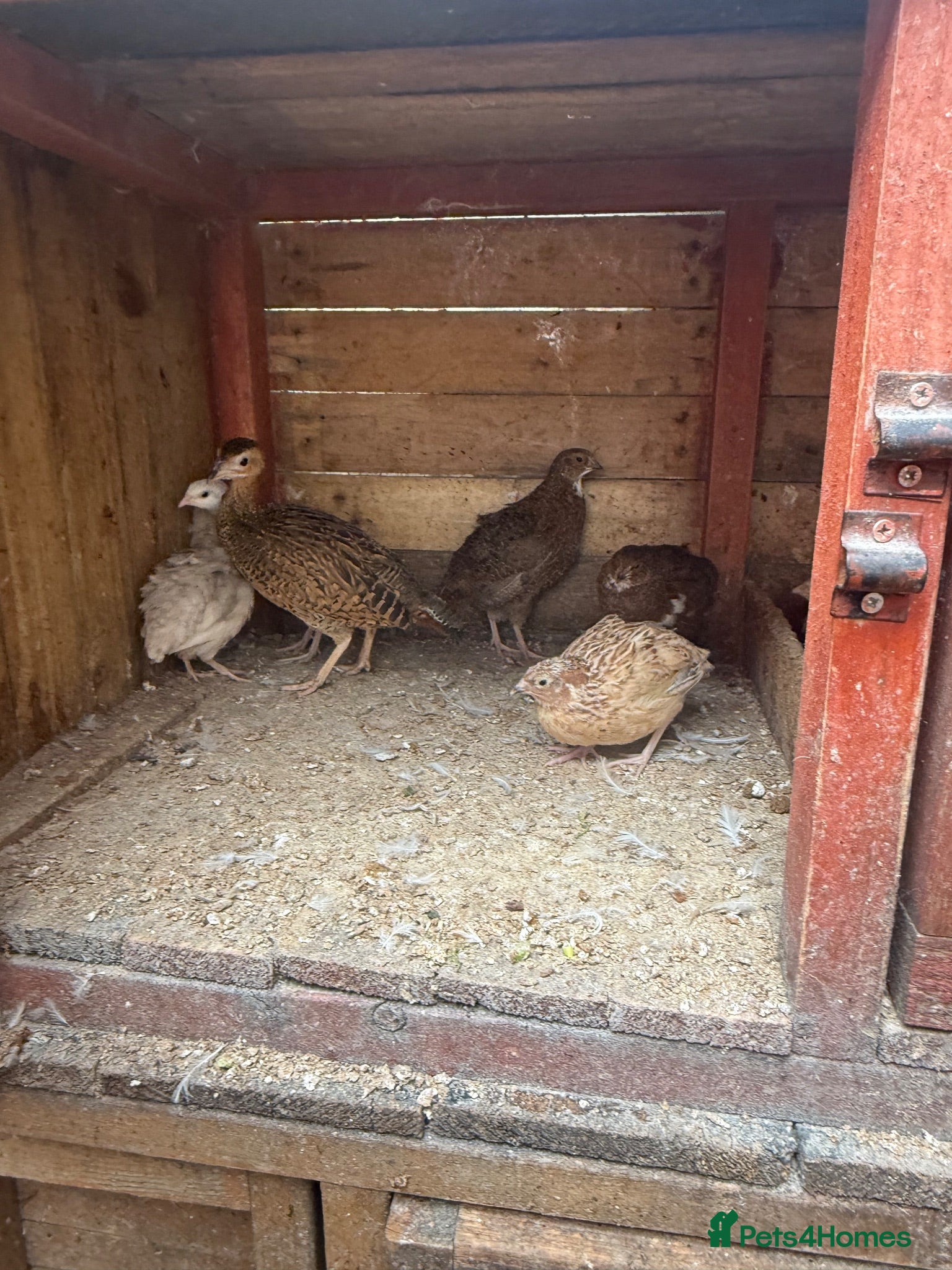 Quail poultry Quails for sale - Advert 3