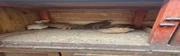 Quail poultry for sale: Quails for sale in Newcastle upon Tyne - Advert 1