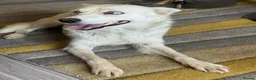 Mixed Breed dogs for adoption: Sweet Rita Needs Love  - Advert 15