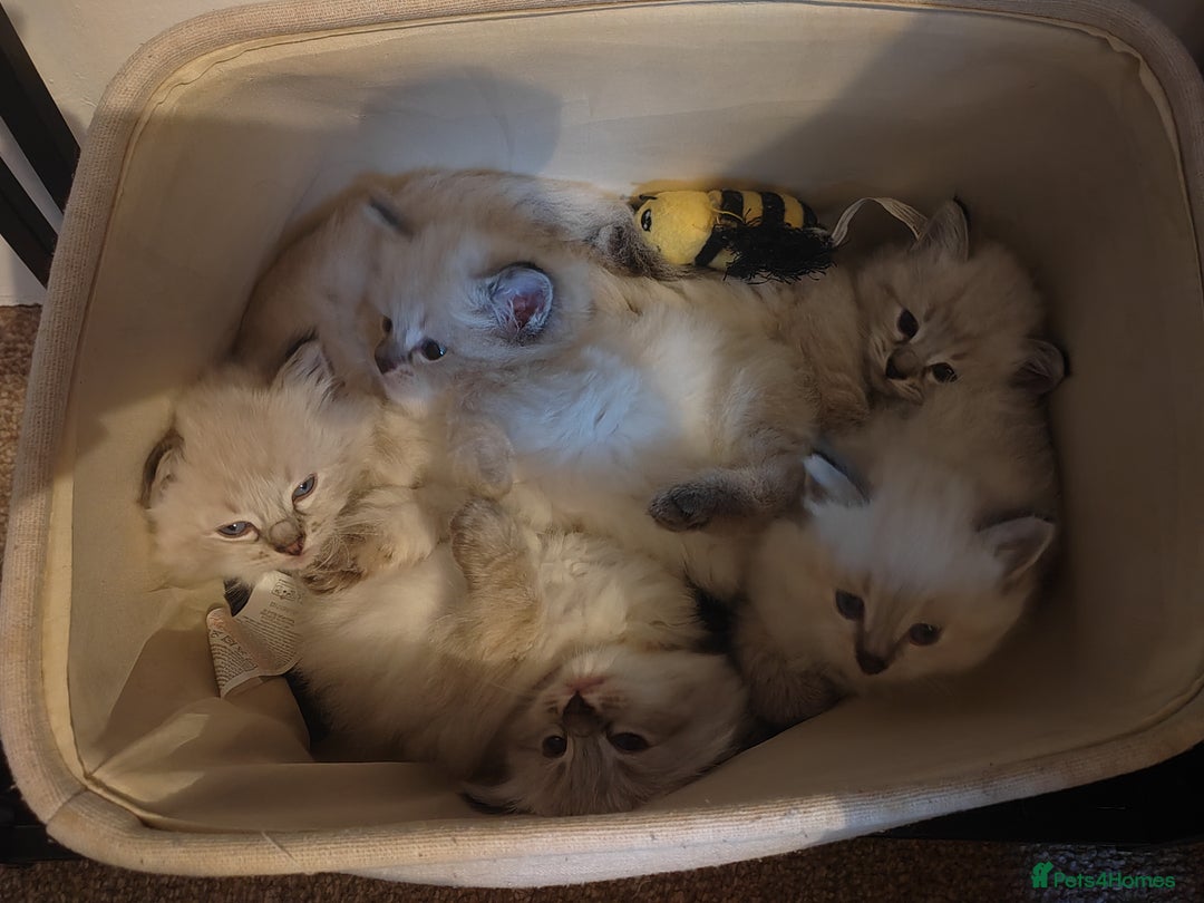 Ragdoll cats for sale: Gorgeous lot of Siberian and Ragdoll mix kittens  - Advert 15