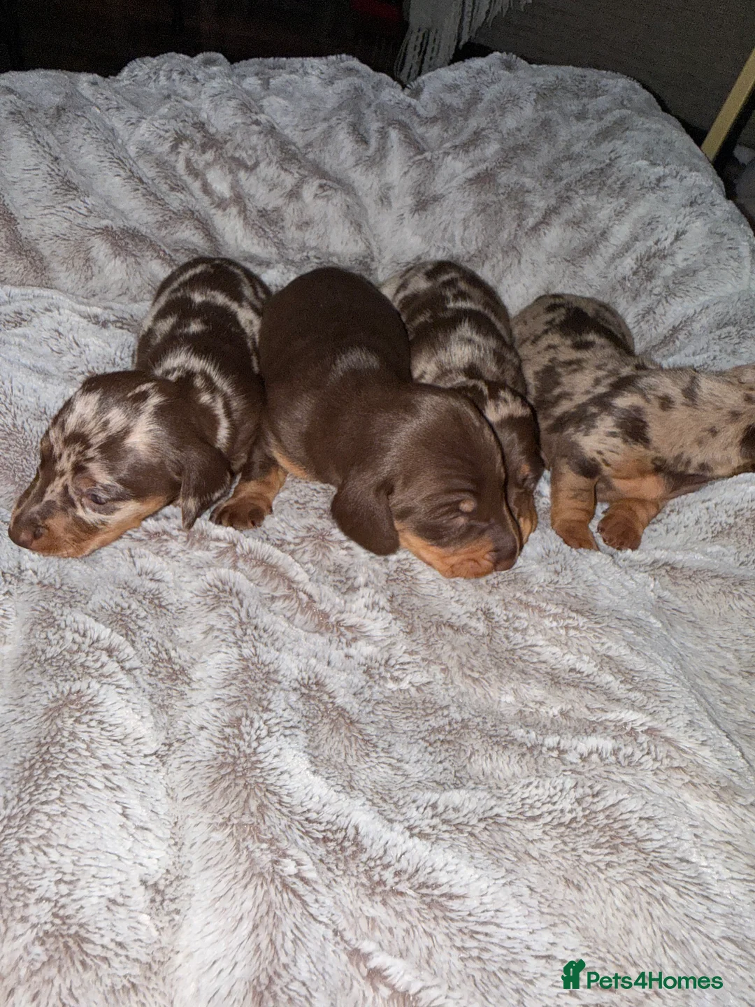 Miniature Dachshund dogs for sale: Stunning Mini-Dachshund litter - Advert 10