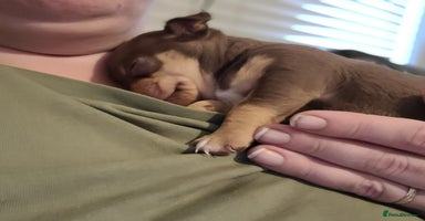 Chihuahua dogs - Advert 4