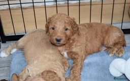 Mixed Breed dogs for sale: ✨Health Tested Australian Labradoodles ✨ - Image 12