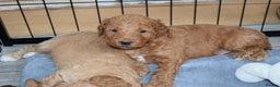 Mixed Breed dogs for sale: ✨Ready:DNA clear Australian Labradoodles ✨ - Advert 15