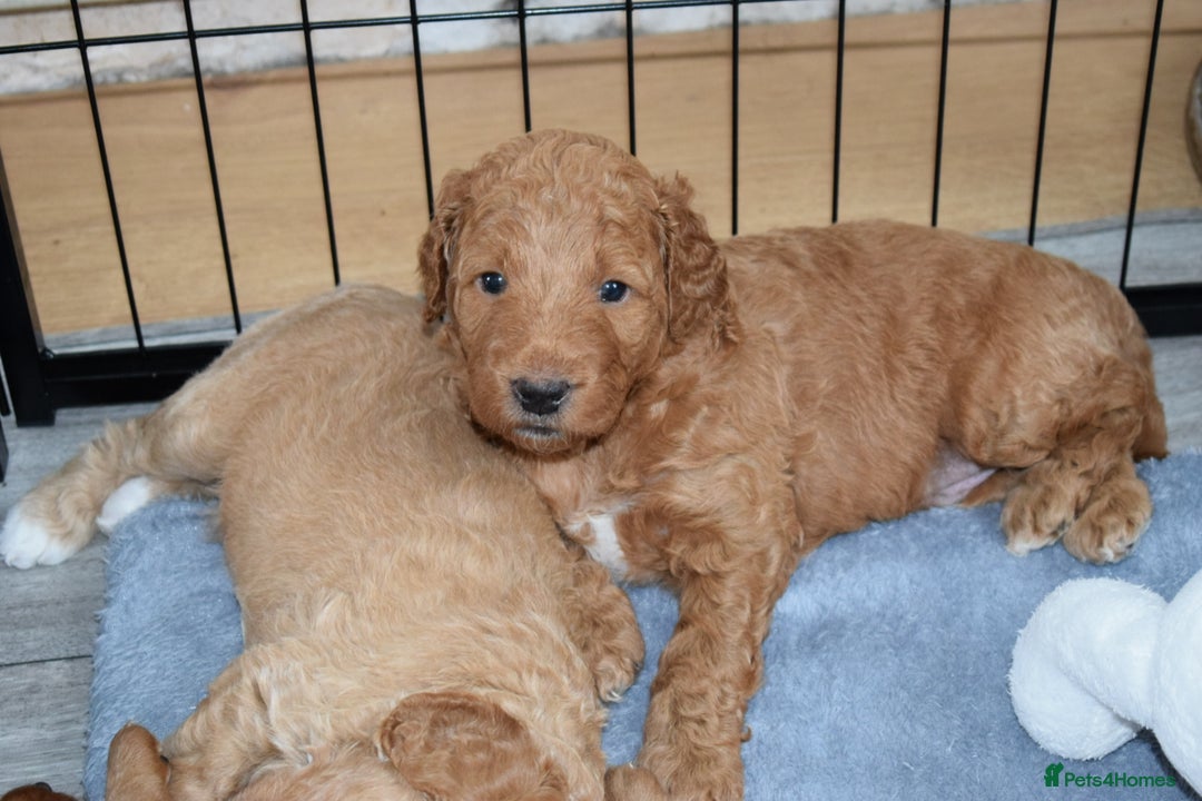 Mixed Breed dogs for sale: ✨Health Tested Australian Labradoodles ✨ - Image 12