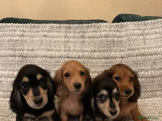Miniature Dachshund dogs Beautiful long-haired miniature Dachshund Puppies - Advert 1