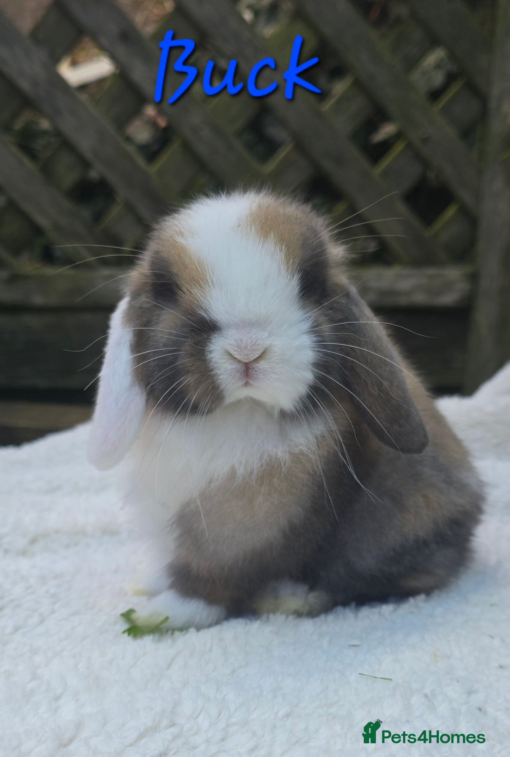 Mini Lop rabbits Beautiful mini lops girls and boys - Advert 1