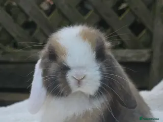 Mini Lop rabbits Beautiful mini lops girls and boys - Advert 5