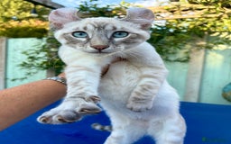 Bengal cats for sale: Stunning rare female  - Image 30