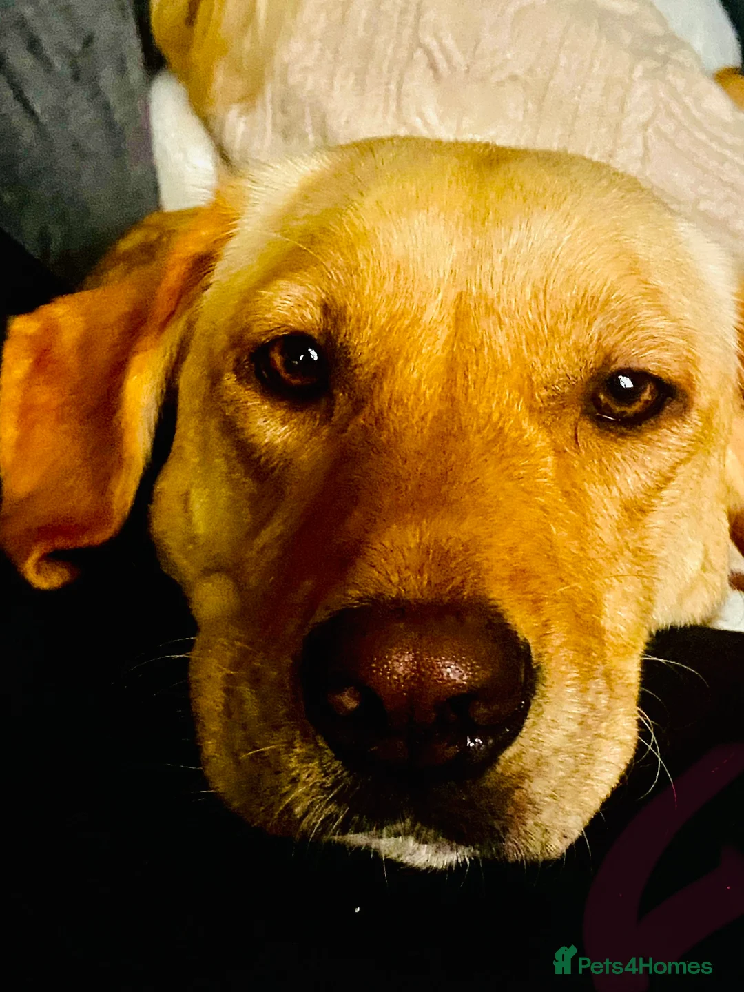 Labrador Retriever dogs for sale: Our last little beautiful boy. - Advert 2