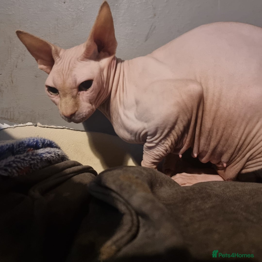 Sphynx cats for sale: SPHYN **   - Advert 1