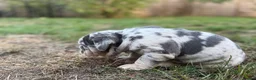 English Bulldog dogs for sale: Stunning KC reg English Bulldog puppies. in Newbury - Advert 16