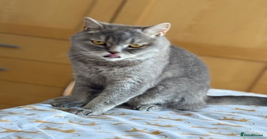 British Shorthair cats - Advert 9
