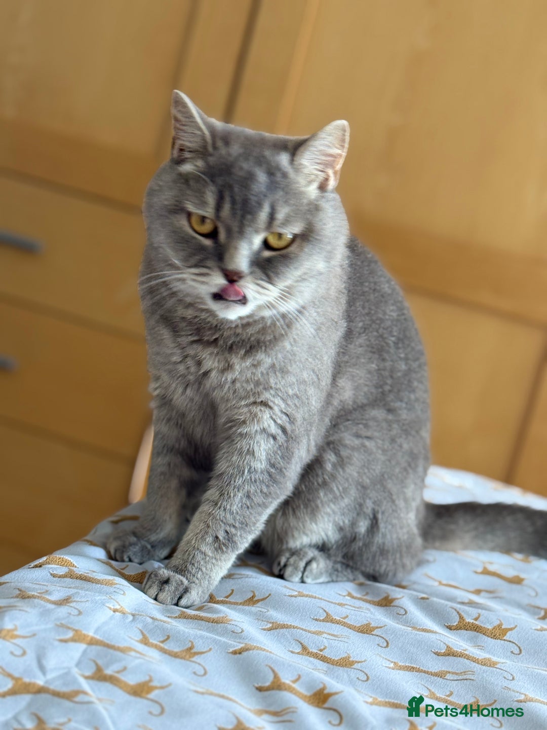 British Shorthair cats for sale: Romeo - Image 3