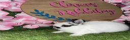 Netherland Dwarf rabbits for sale: PedigreeNetherland dwarfs and Mini Lops available - Advert 4