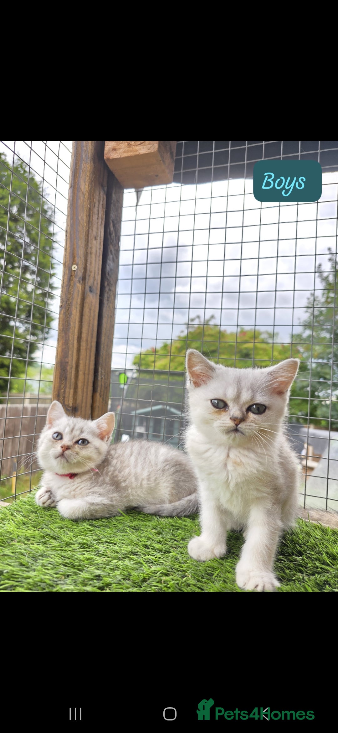 British Shorthair cats for sale: Adorable British Short hair kittens - Image 4