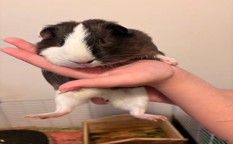 Guinea Pig rodents - Advert 5