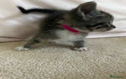 Ragdoll cats for sale: Ragdoll X Kittens - Image 18