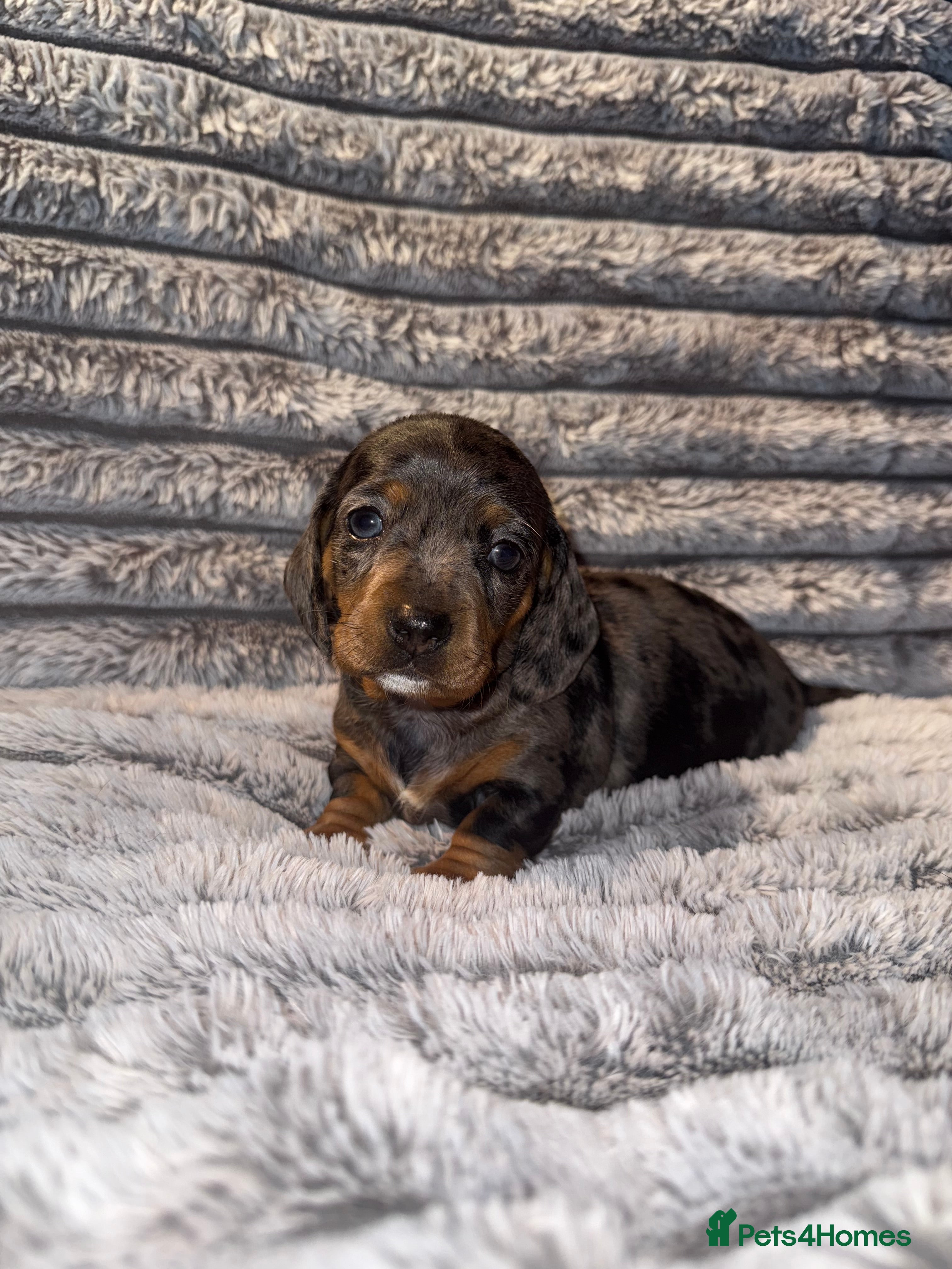 Dachshund dogs 7 beautiful dachshund pups - Advert 14