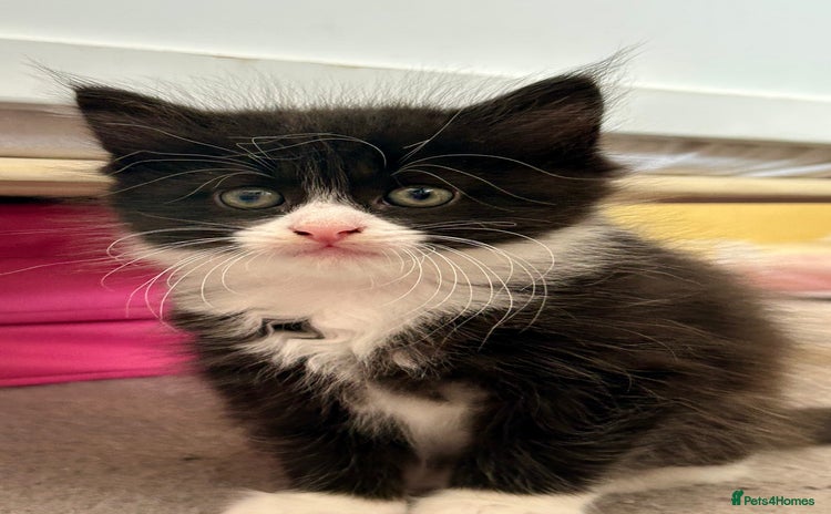 Mixed Breed cats - Advert 13
