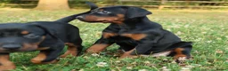 Dobermann dogs for sale: Quality European Dobermann Puppies - 2 Remaining - Advert 20