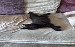 Domestic Shorthair cats for sale: 3 Grey kittens and 1 black in Bury Saint Edmunds - Image 4