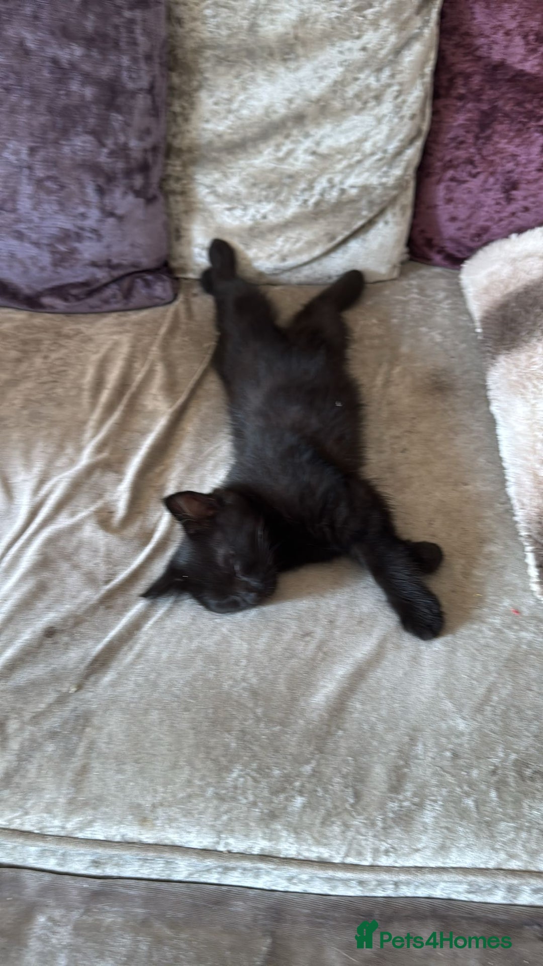 Domestic Shorthair cats for sale: 3 Grey kittens and 1 black in Bury Saint Edmunds - Image 4