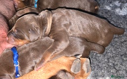 Dobermann dogs for sale: *HEALTH TESTED,HOME REARED,STUNNING DOBERMAN PUPS - Image 6