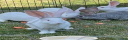 Continental Giant rabbits for sale: Red eyed white Continental Giant babies - Advert 1