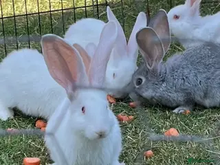 Continental Giant rabbits Red eyed white Continental Giant babies - Advert 6