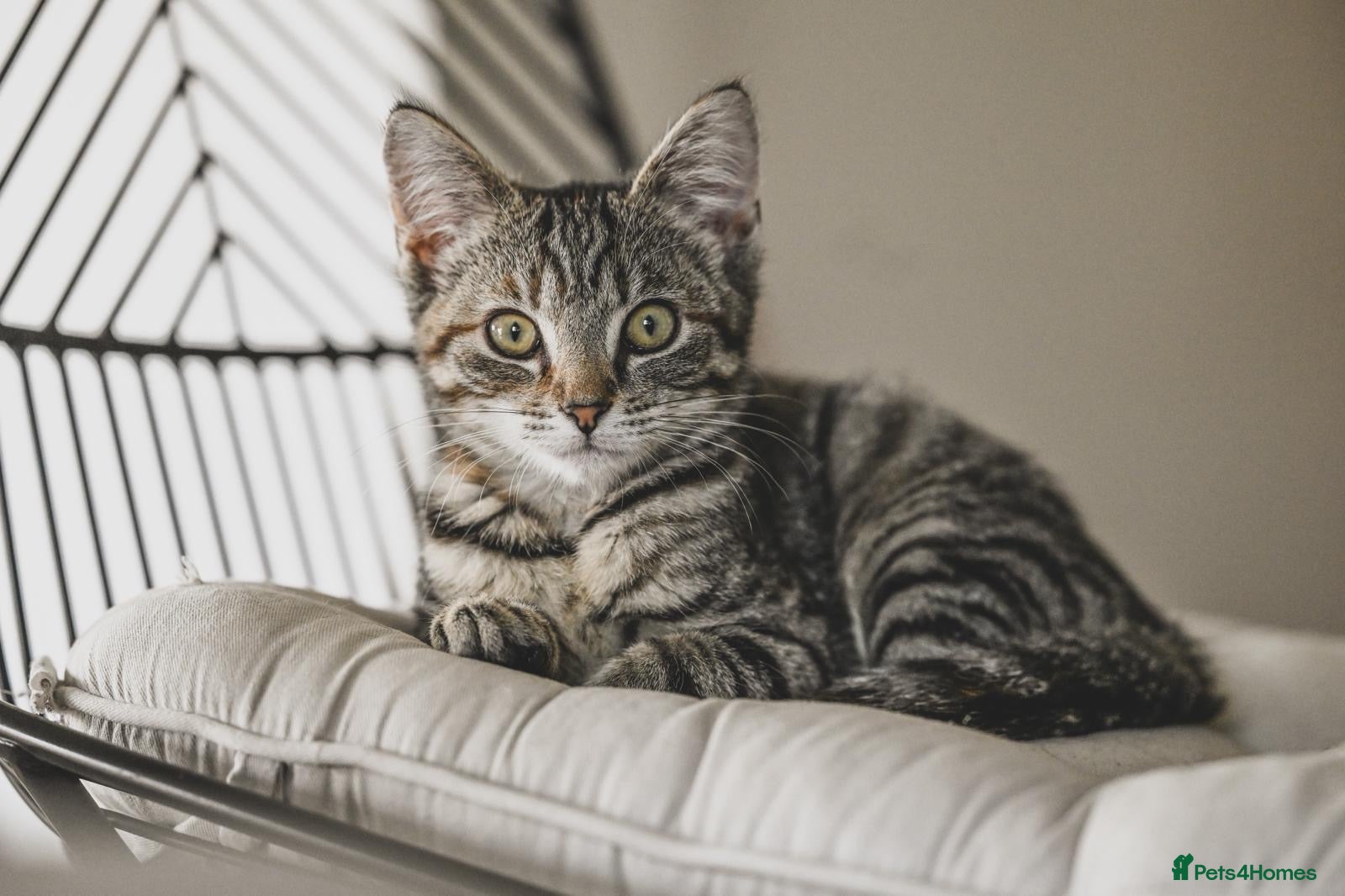 Mixed Breed cats REDUCED READY TO GO -  1 GIRL Tabby kittens  - Advert 1