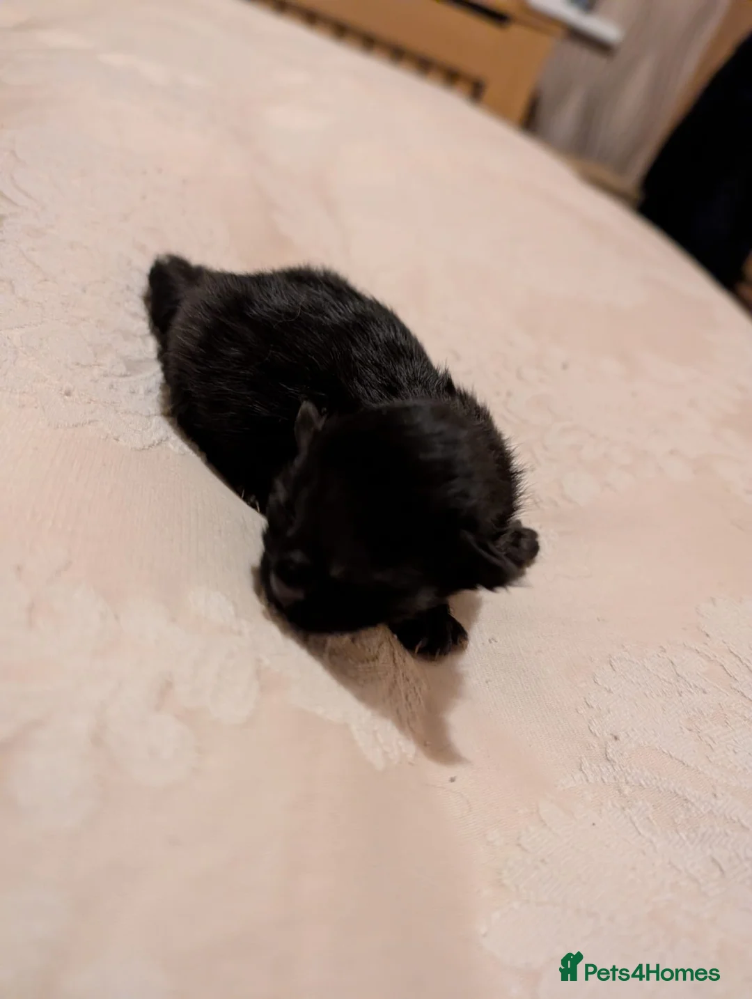 Maine Coon cats for sale: MAINCOON X - Advert 2