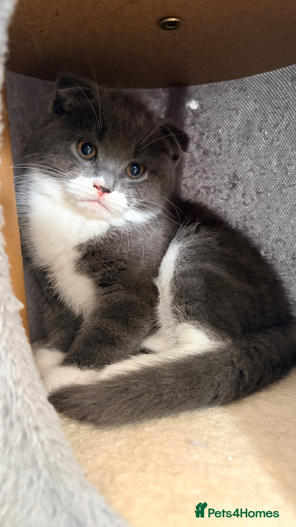 Scottish Fold cats for sale: Scottish fold, Maine coon x in Newmarket - Advert 12