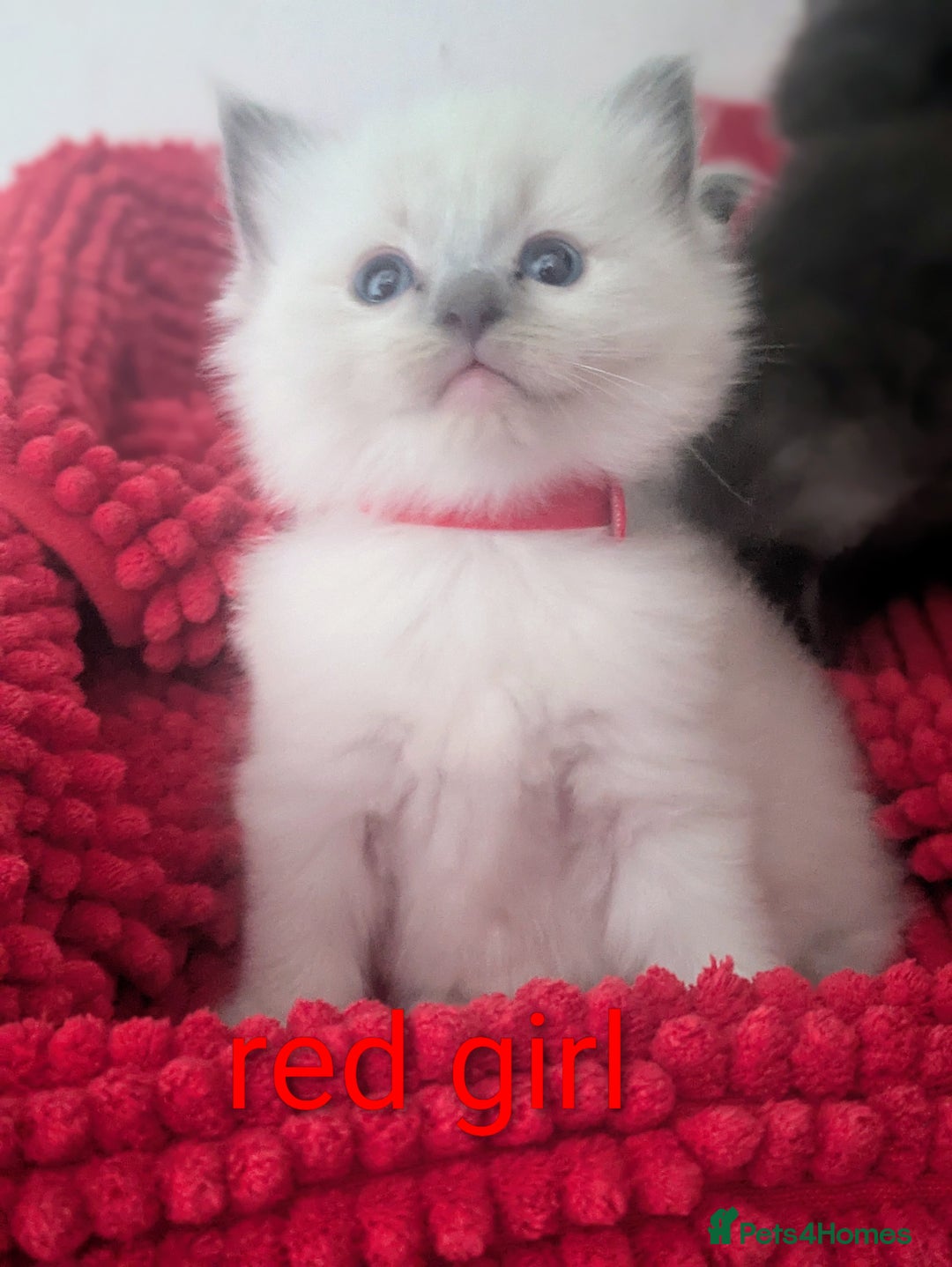 Ragdoll cats for sale: 5 beautiful kittens Ragdoll X Turkish  - Image 9