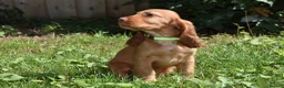 Cocker Spaniel dogs for sale: Ready Now Kc Reg Show Type Cocker Spaniel  - Advert 5
