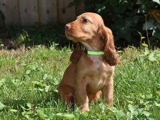Cocker Spaniel dogs Fully Injected Kc Reg Show Type Cocker Spaniel - Advert 5