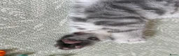 British Shorthair cats for sale: 🏆GCCF Rare Lilac Tabby  - Advert 10