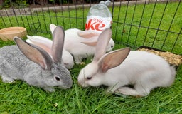 Continental Giant rabbits for sale: Beautiful Pure Giant Continental Babies  - Image 1