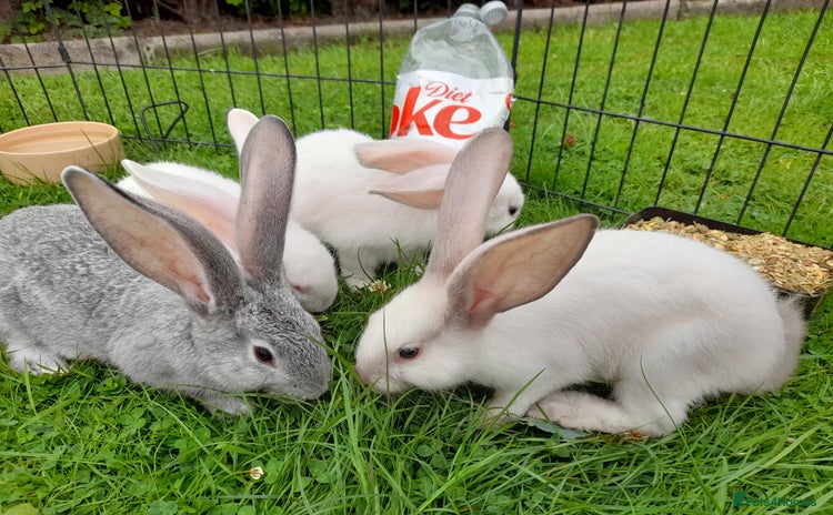 Continental Giant rabbits - Advert 1