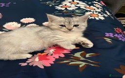 Persian cats for sale: Chubby Persian kittens for sale! - Advert 3