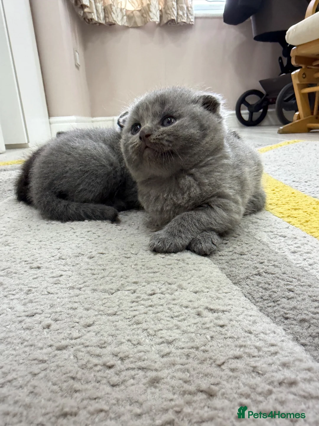 British Shorthair cats for sale: British kitten - Advert 2