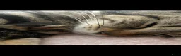 Mixed Breed cats for sale: Gorgeous Healthy Kittens  - Advert 1