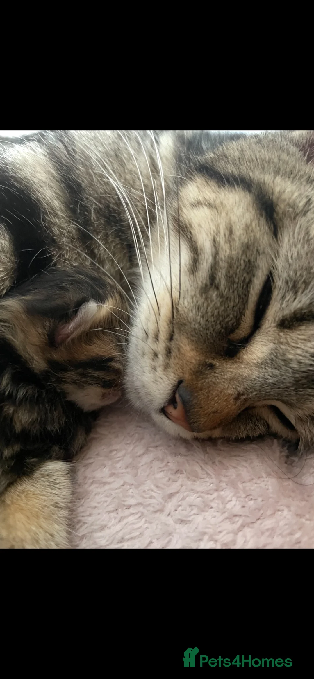 Mixed Breed cats for sale: Gorgeous Healthy Kittens  - Advert 1