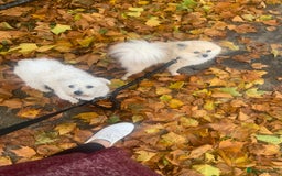 Mixed Breed dogs for sale: Maltipom  - Image 11