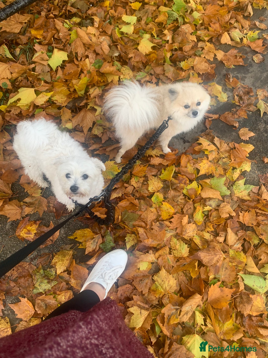 Mixed Breed dogs for sale: Maltipom  - Image 11