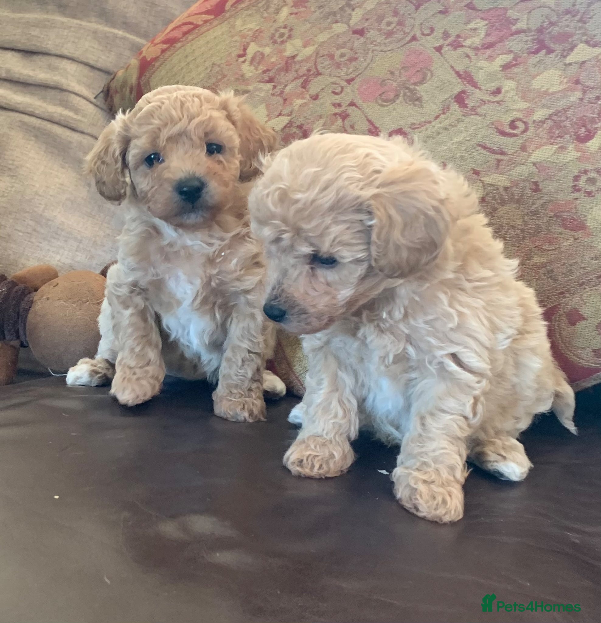 Poochon dogs for sale: Outstanding Poochon puppies  - Advert 7