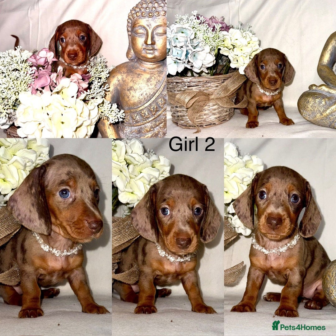 Dachshund dogs for sale: Miniature dachshunds for sale  - Image 8
