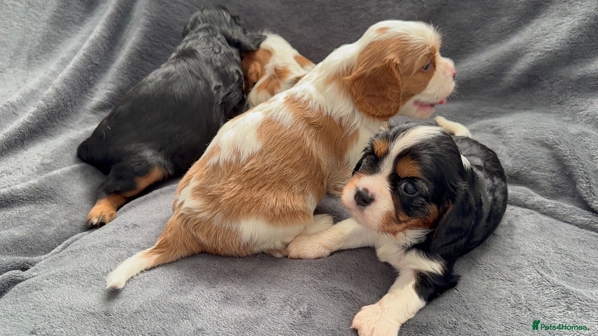 Cavalier King Charles Spaniel dogs Sweet RKCR Cavalier King Charles Spaniel Puppies - Advert 1