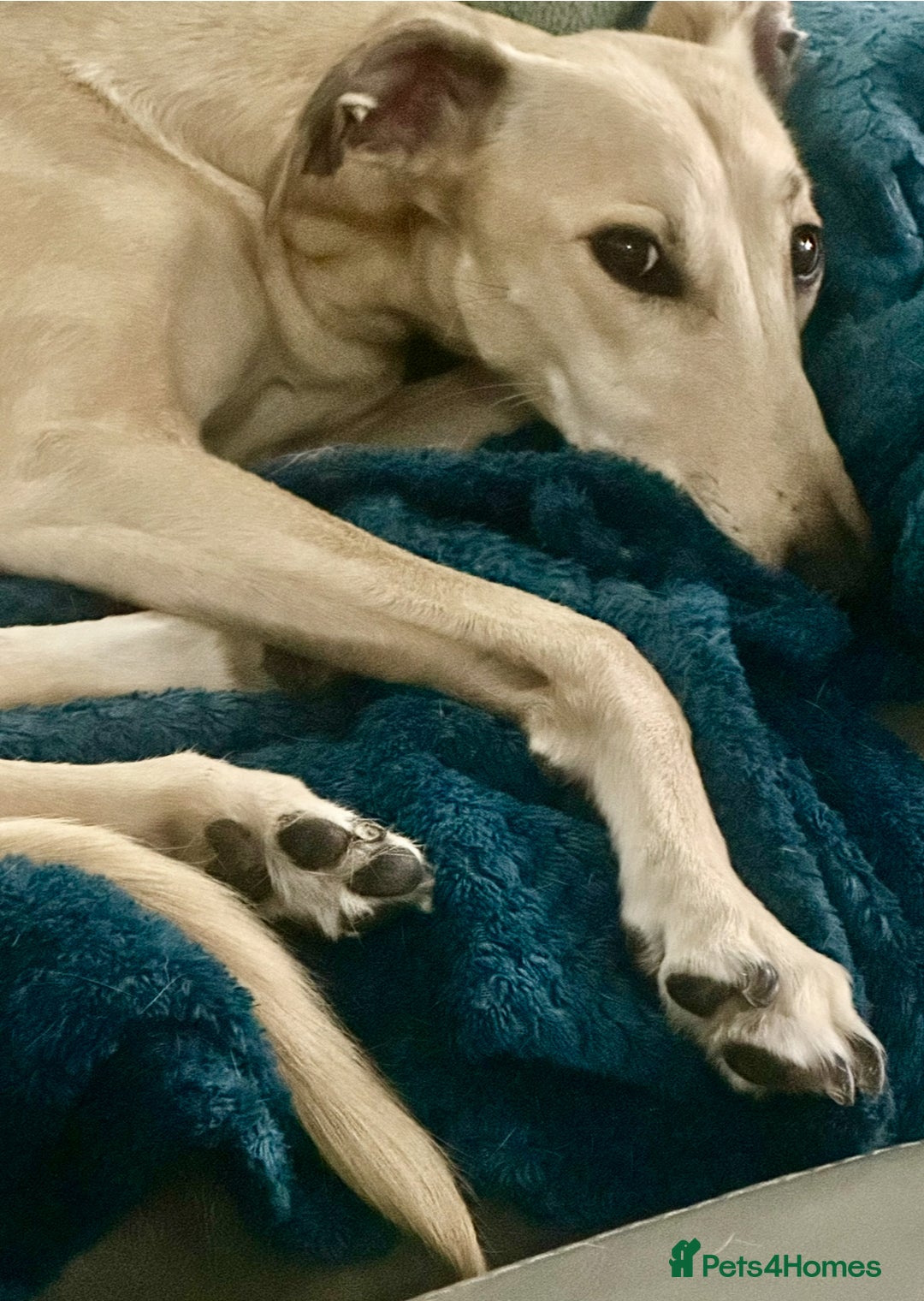 Mixed Breed dogs for sale: 4 year old lurcher for sale  - Advert 3