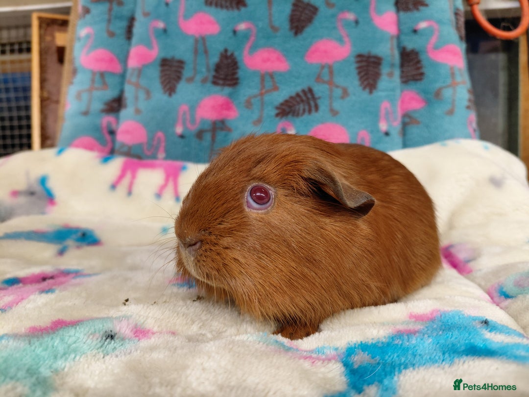 Guinea Pig rodents for sale: Baby Golden Boars / Young Adult Sheltie Boar  RTL  - Advert 13